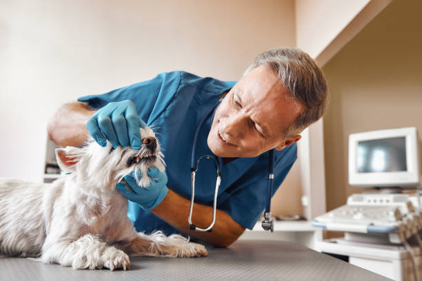 Best Emergency Dental Services for Seniors in Manteo, NC